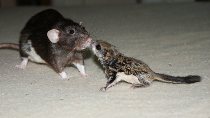 whiskey and rocky