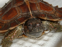 Spiny Turtle