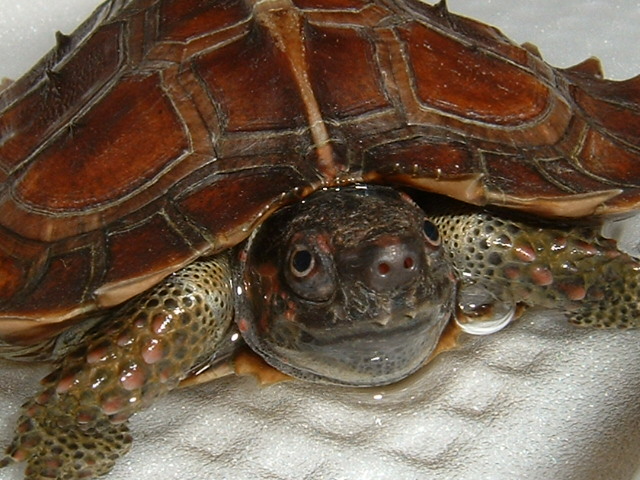 Spiny Turtle