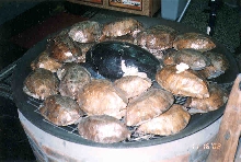 Turtle Roast