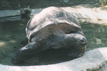 Aldabra Tortoise