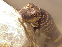 Butaan