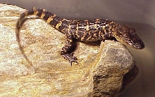 Butaan