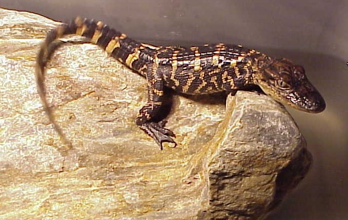 Butaan
