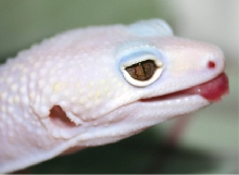 Tremper Blazing Blizzard Eye