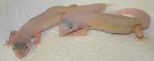 What Blazing Blizzard's Really Look Like, Pretty in Pink