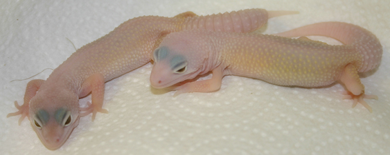 What Blazing Blizzard's Really Look Like, Pretty in Pink