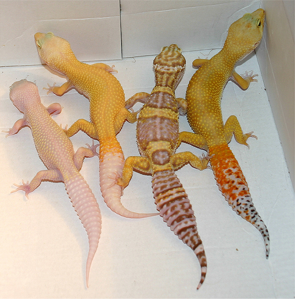Guess the Morph