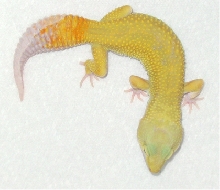 High Yellow Carrotail Patternless In Shed