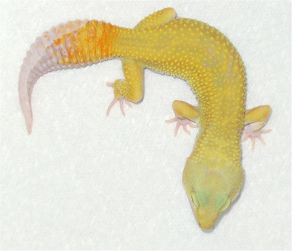 High Yellow Carrotail Patternless In Shed