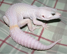 Percy, Tremper Blazing Blizzard