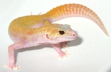 RAPTOR female