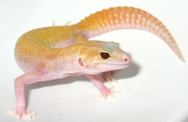 RAPTOR female
