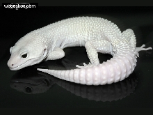 Albino Blizzard
