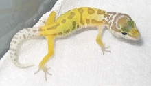 Meet Teepee, Soon to be Tangerine Patternless???