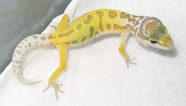 Meet Teepee, Soon to be Tangerine Patternless???