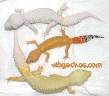 White, Orange, Yellow