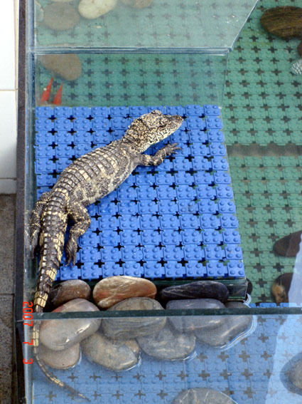 mo dragon