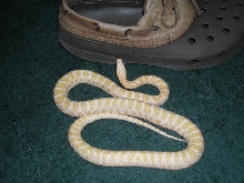 '07 Albino Emory's