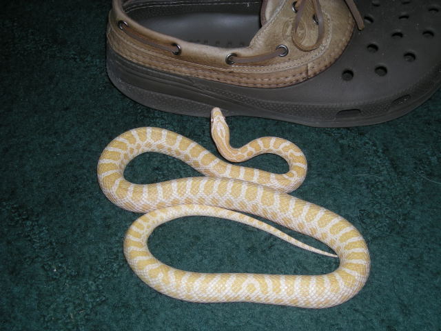 '07 Albino Emory's