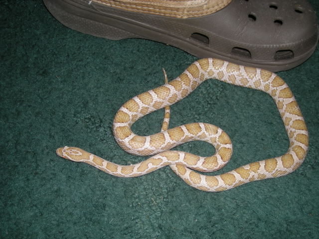 07 Hypo Emory's Ratsnake