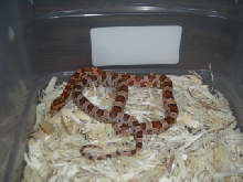 Kastanie Corn