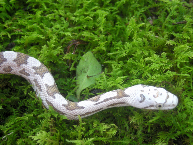 Greenish Rat Snake Morph
