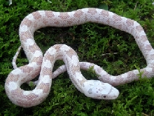 Greenish Rat Snake Morph