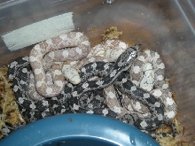 Greenish Rat Snake Morph Hatchlings