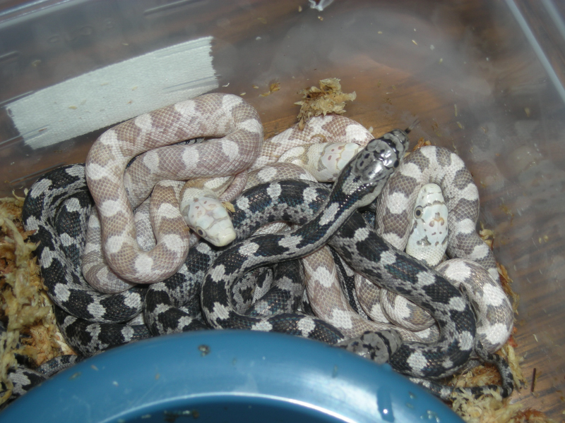 Greenish Rat Snake Morph Hatchlings