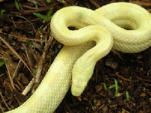 Moonshine Greenish Rat Snake BF