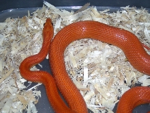 Patternless Hypo Corn