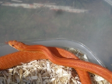 Patternless Hypo Corn