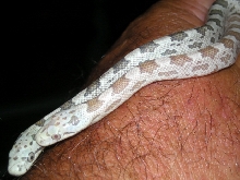 Moonshine Rat Snake Morphs