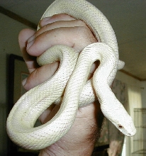 Greenish Morph '06