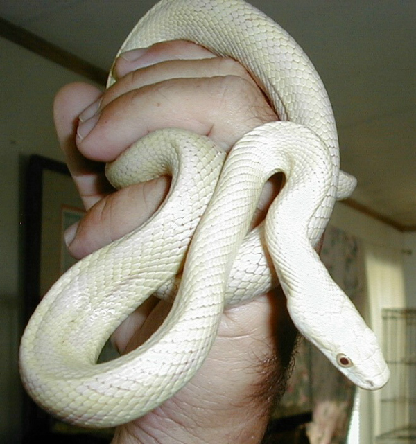 Greenish Morph '06