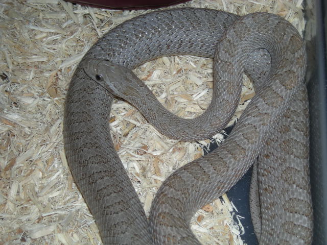 Intermontana Female1