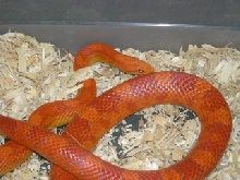 Lava Male