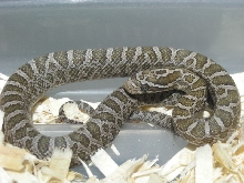 Intermontane Emory's Ratsnake '09
