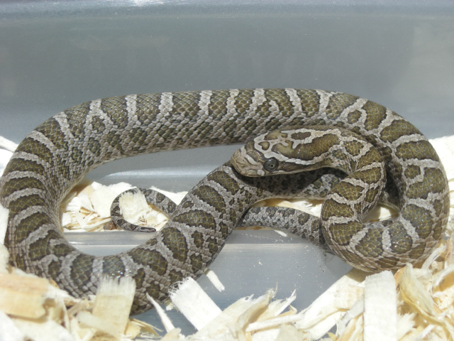 Intermontane Emory's Ratsnake '09