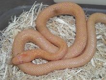 Albino Chocolate Emory's