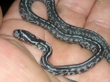 Anery Tessera