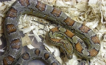 Appalachain Locality Corn Snake