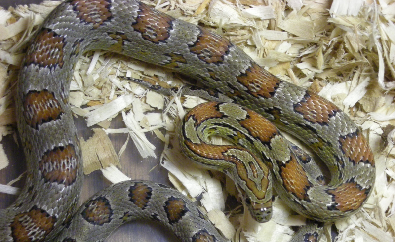 Appalachain Locality Corn Snake