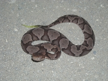 Baby Copperhead