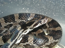 Dark-Eyed Anery Kisatchie