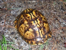 Eastern Box Turtle