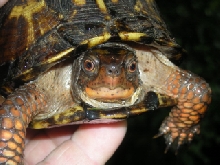 Eastern Box Turtle