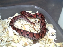 Red Phase Eastern Hognose