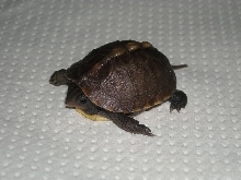 Eastern Box Turtle Hatchling